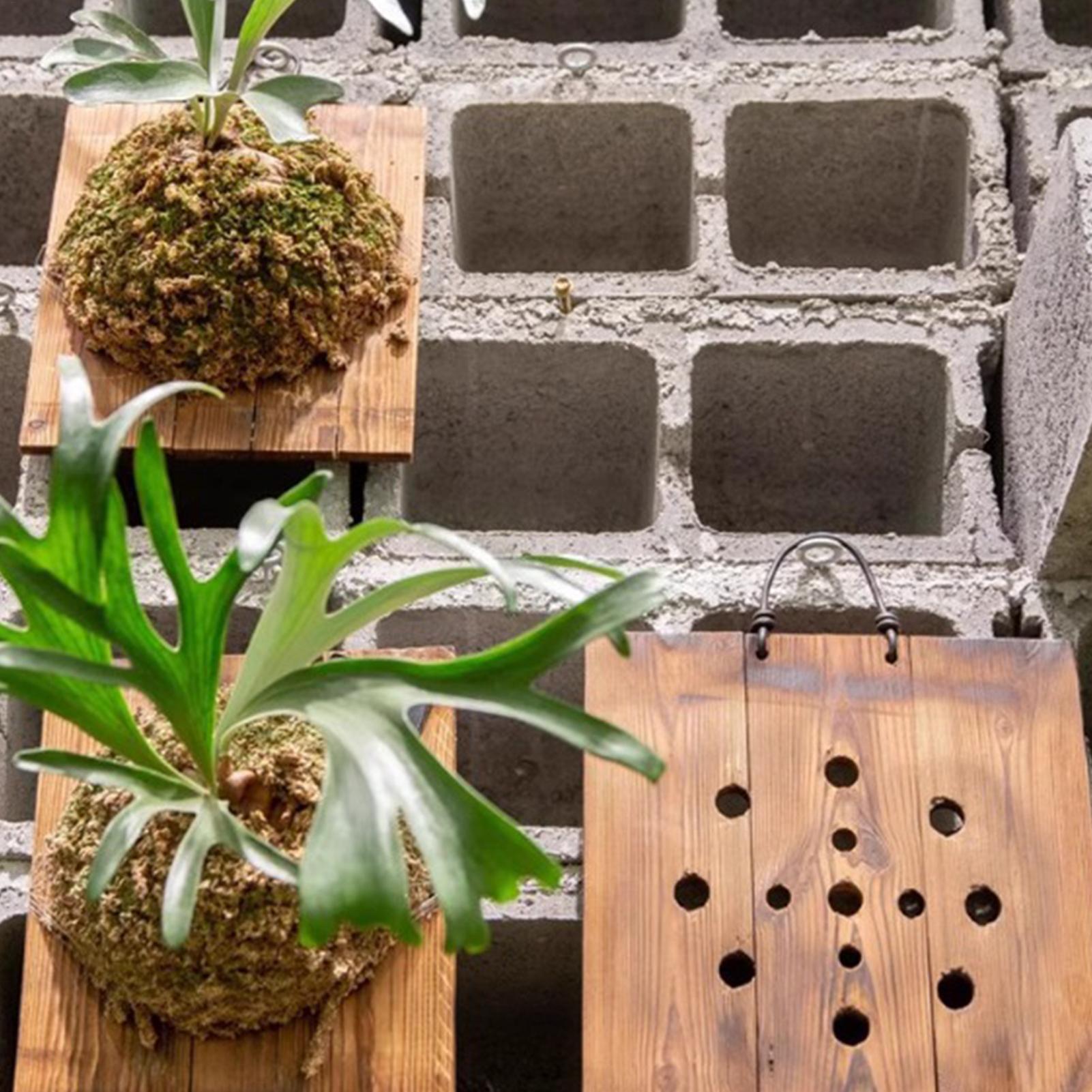 Staghorn Fern Wall Mount Board - огляд і ціна Indoor Garden Kit